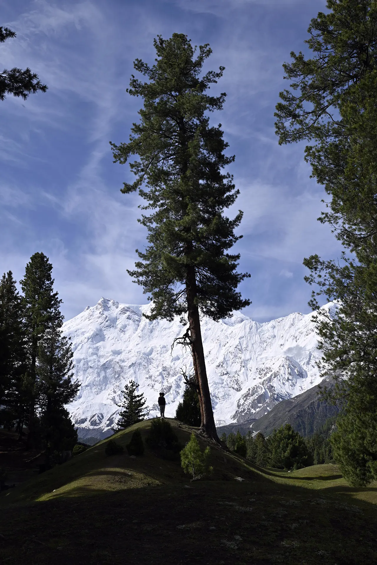 A tall pine on a knoll at Fairy Meadows with Nanga Parbat behind