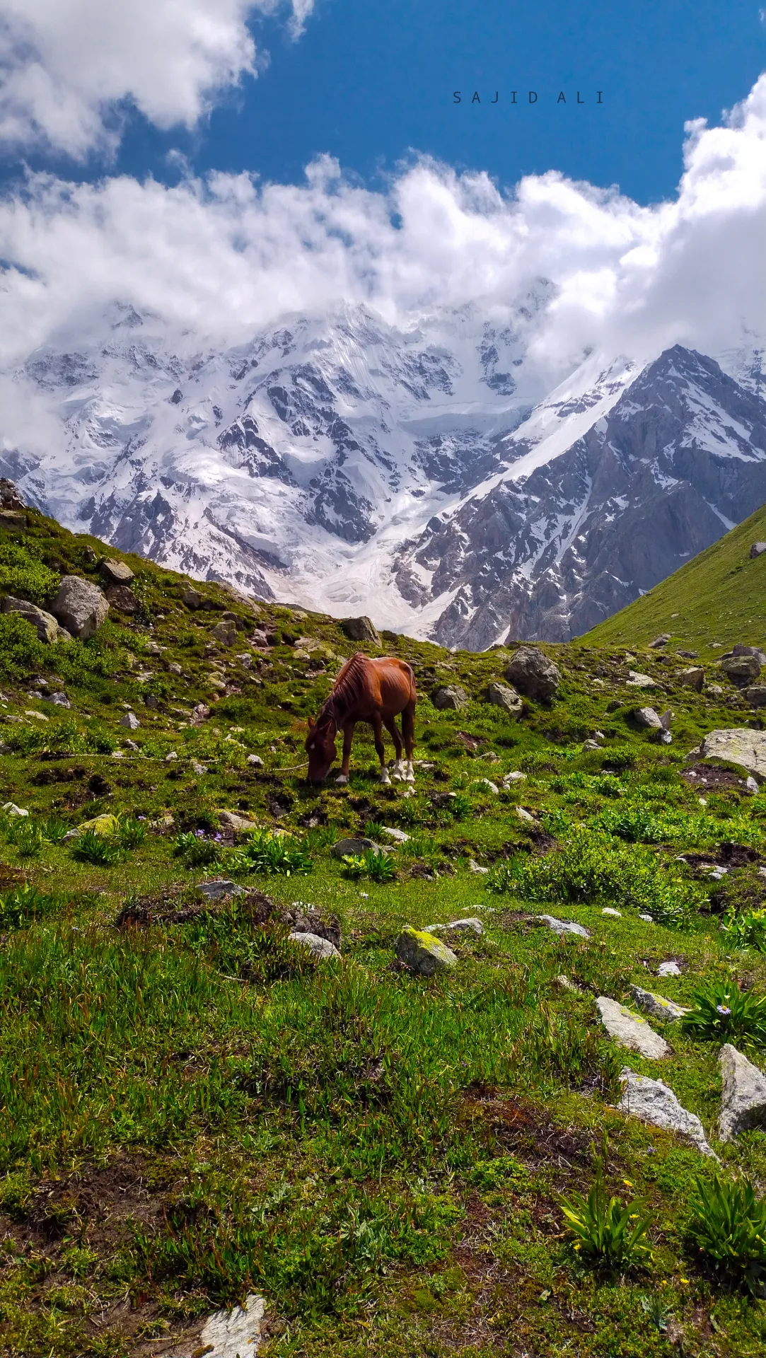 A horse grazing on the alpine meadows below Nanga Parbat at Fairy Meadows