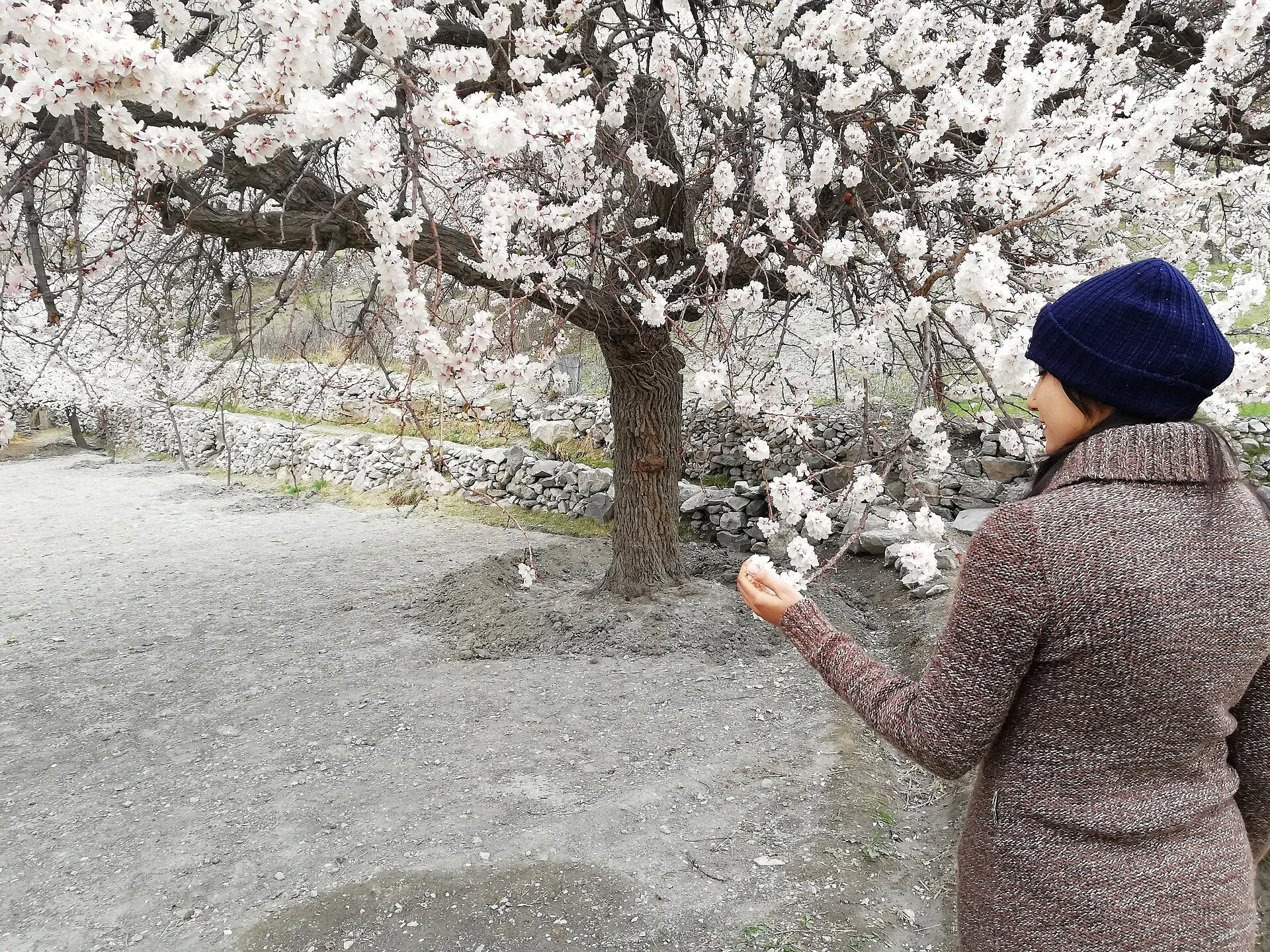 A woman beside an apricot tree in blossom in the Hunza Valley in spring