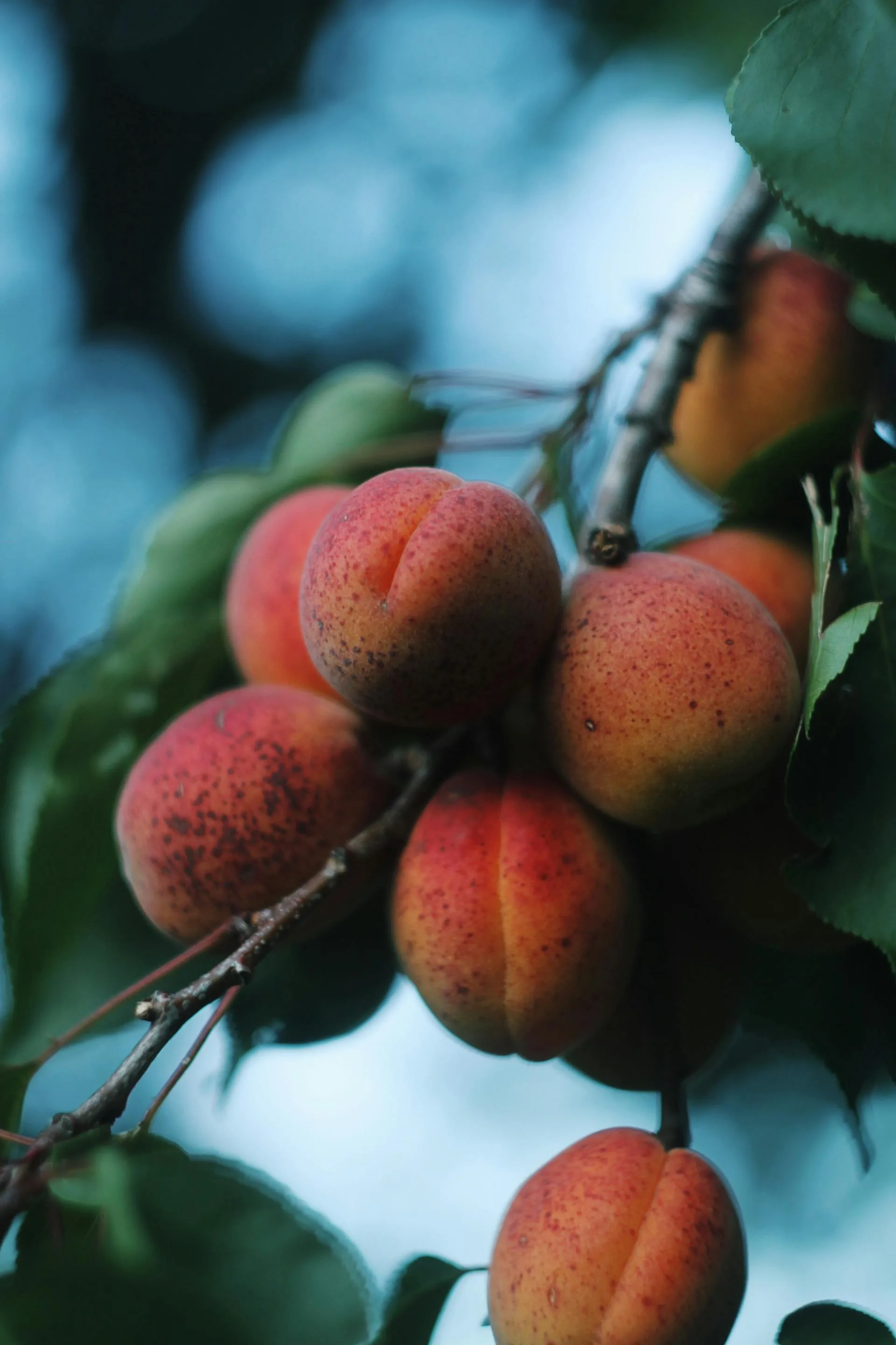 Apricot tree fruit