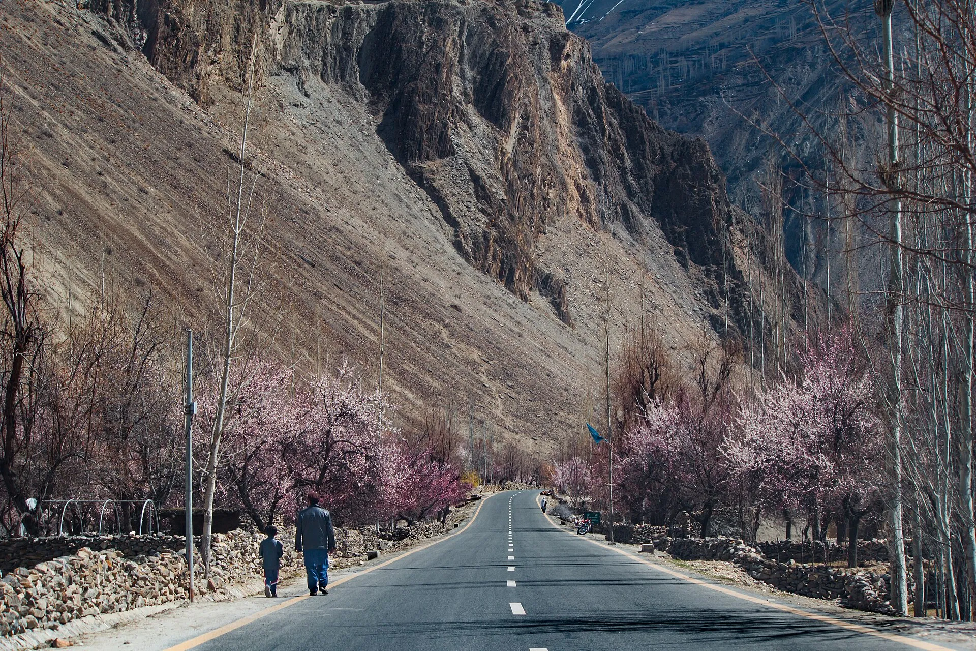 A quiet Hunza valley road lined with apricot blossom in spring