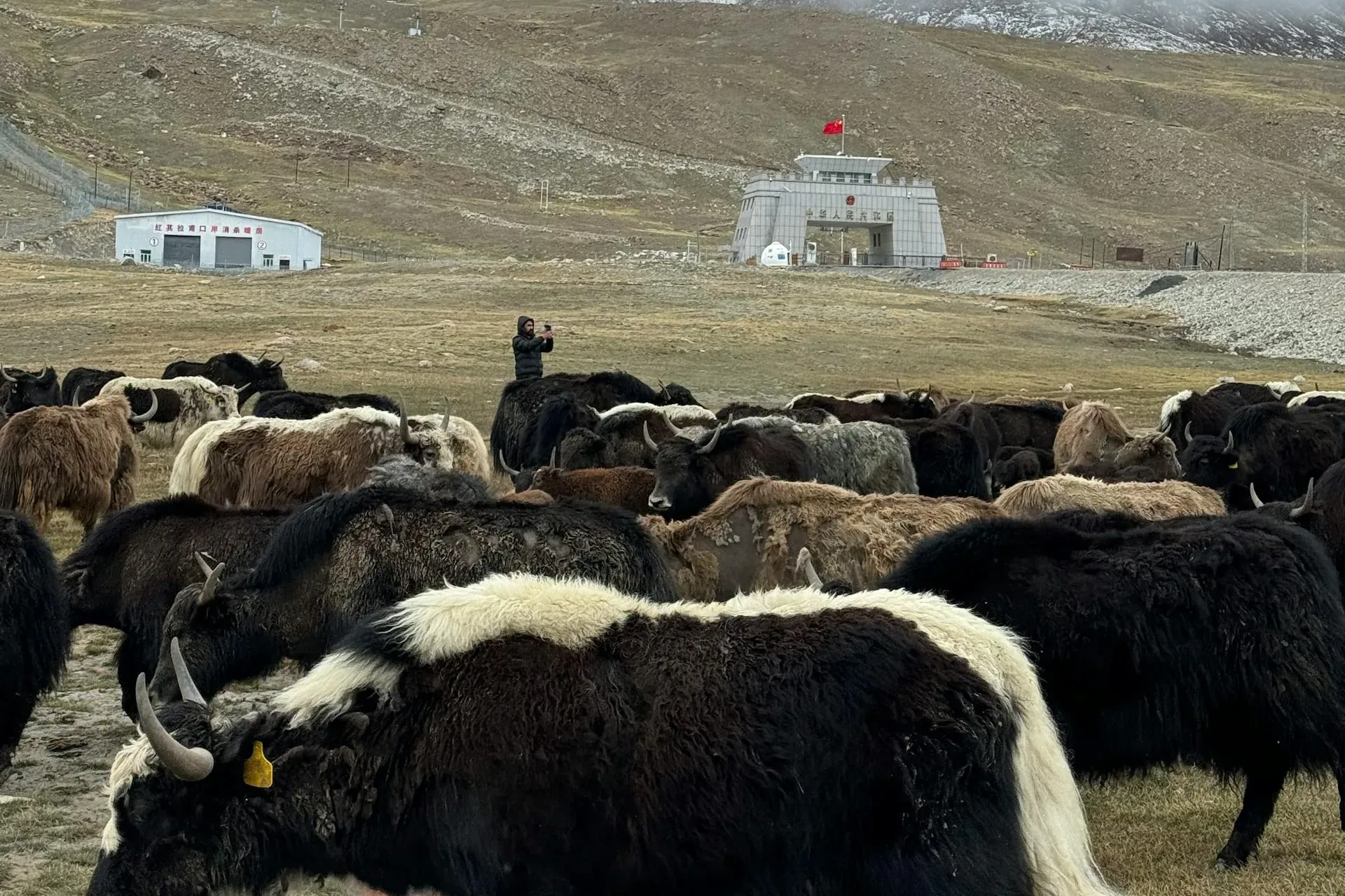 Yaks grazing at Khunjerab Pass beside the China border gate