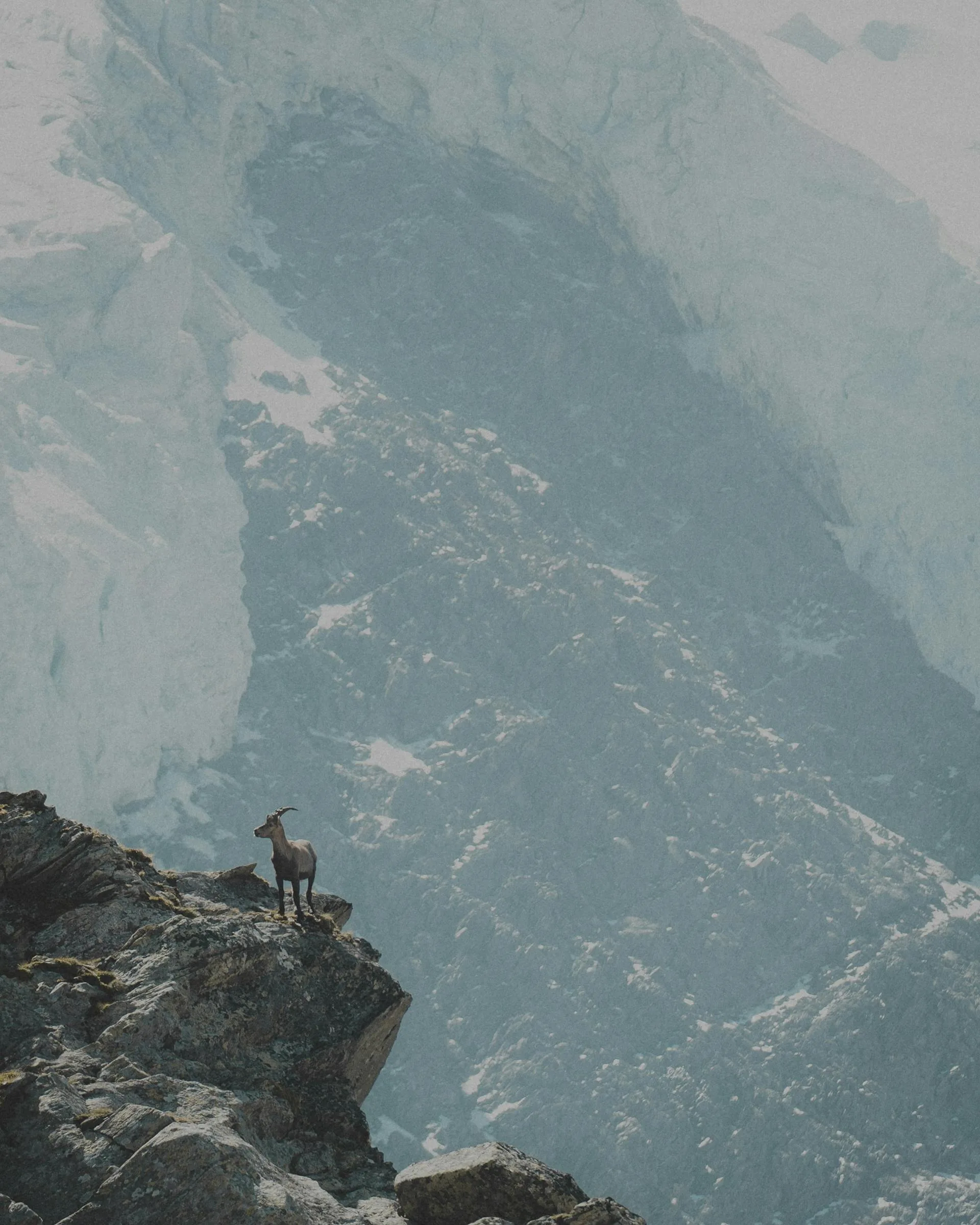 Mountain goat cliff