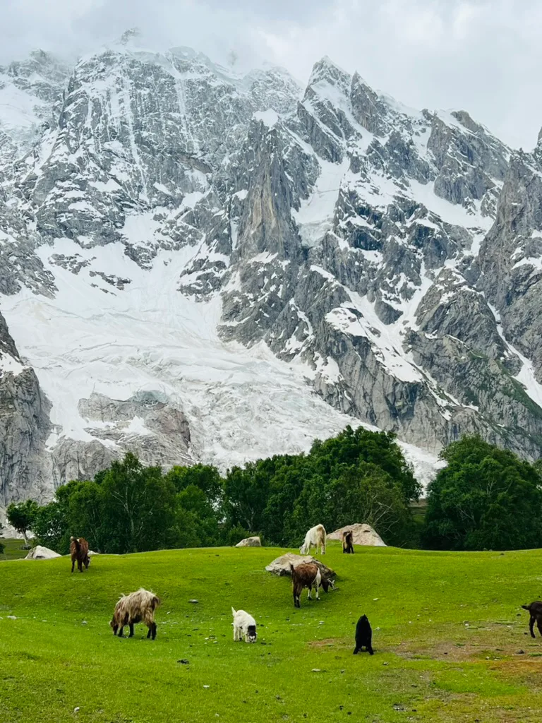 Goats and cattle on the summer meadow at Kutwal below the glaciated north face of Haramosh