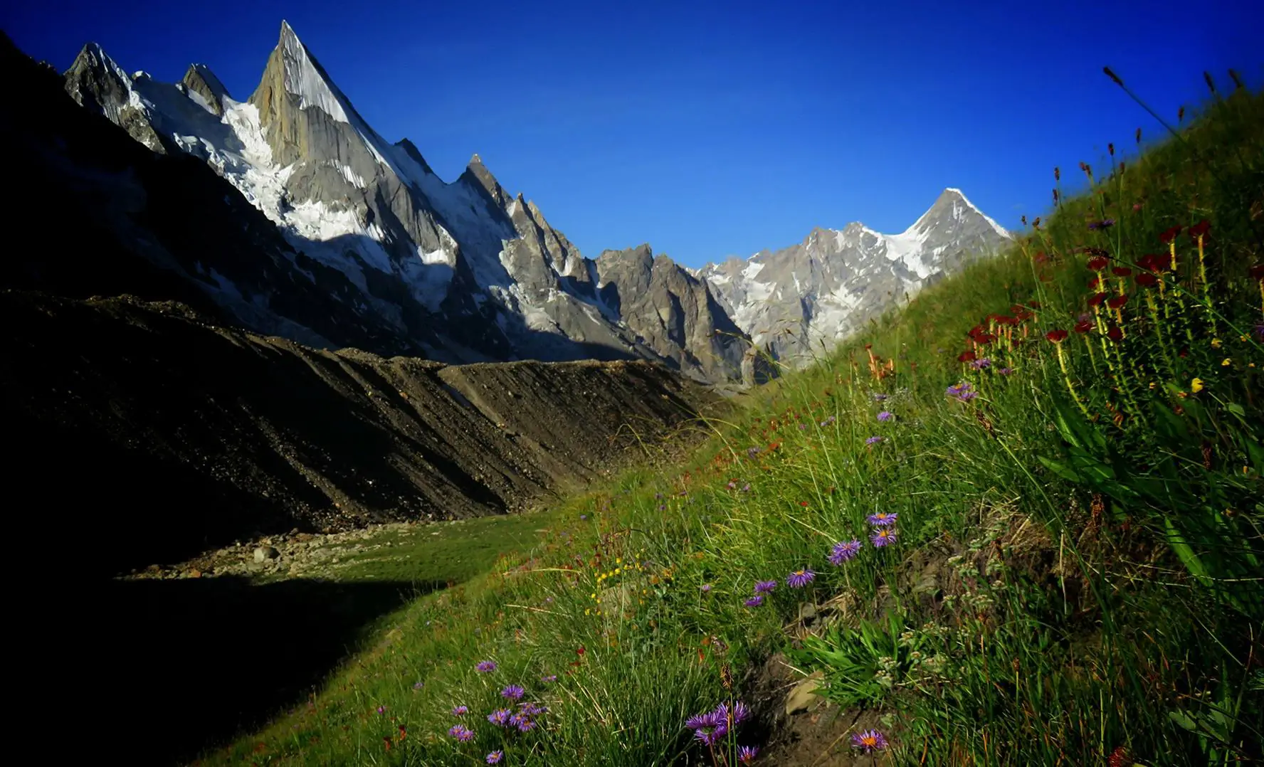 Laila Peak and the Gondogoro ridge above summer wildflowers on the moraine