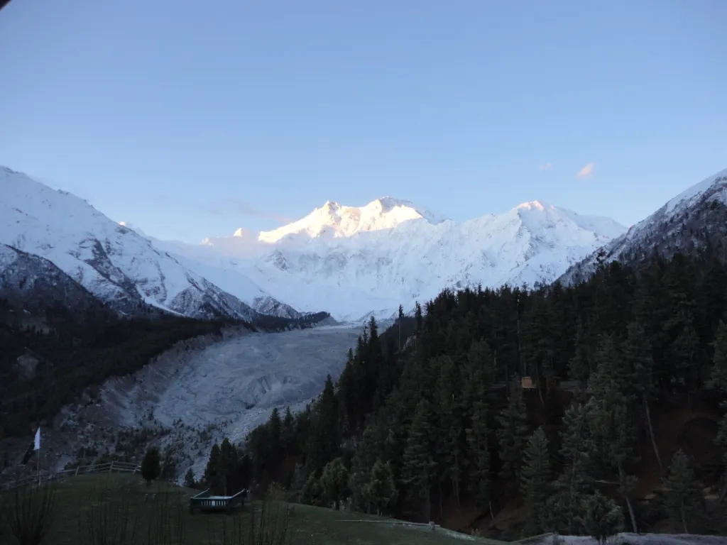 Nanga Parbat rising beyond the pine forest on the trek to base camp