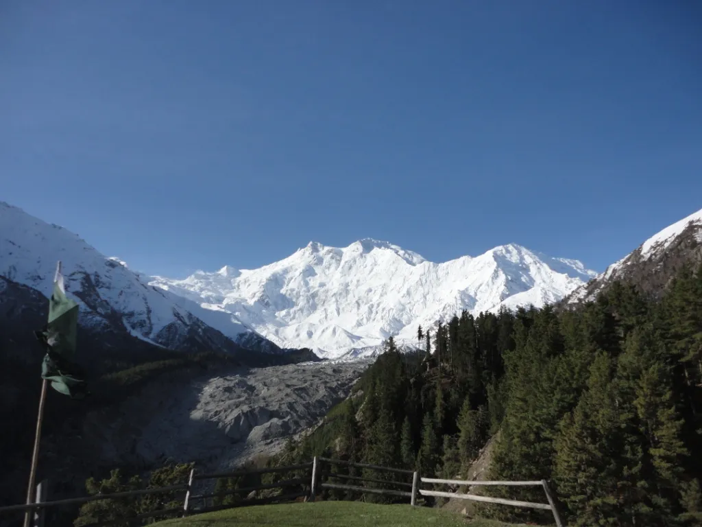 Nanga Parbat framed by pine forest and an alpine meadow near Fairy Meadows