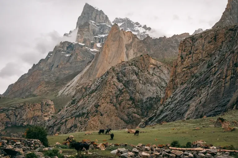 Cattle grazing on the summer meadow in Nangma Valley below a granite tower