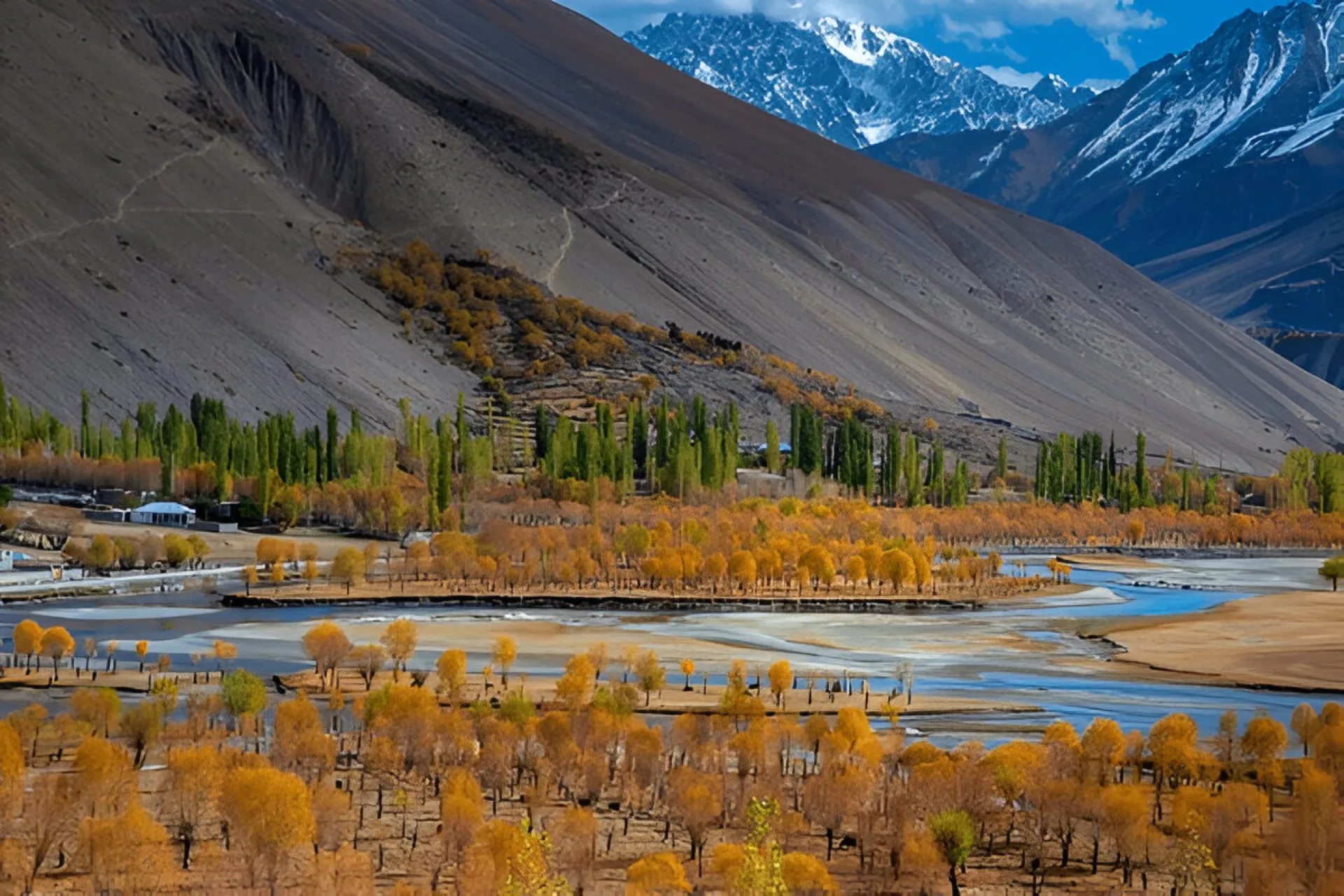 Golden autumn poplars along the Ghizer River below snow-dusted peaks in the Ghizer Valley