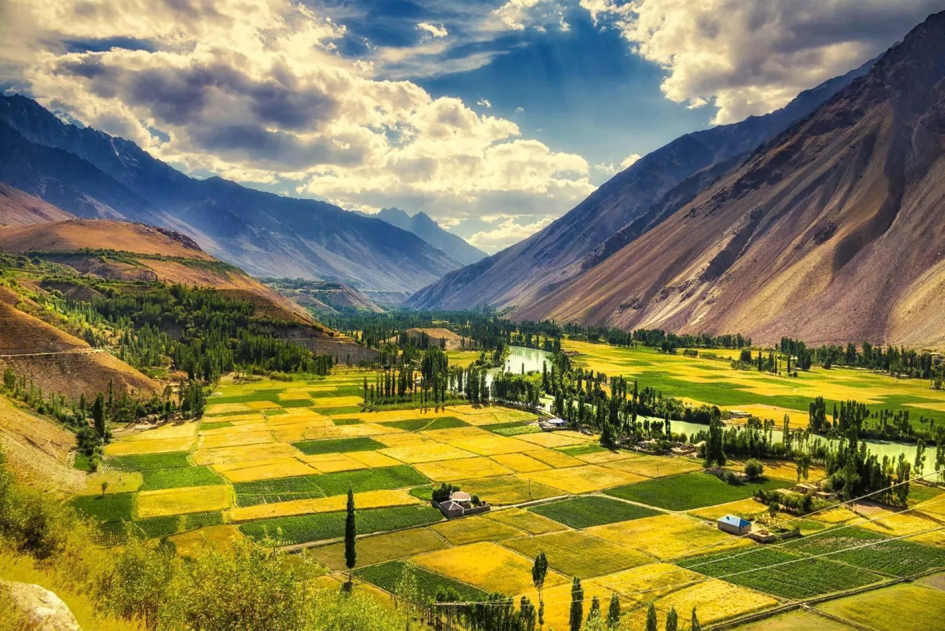 Patchwork barley and wheat fields with poplar windbreaks on the Ghizer valley floor