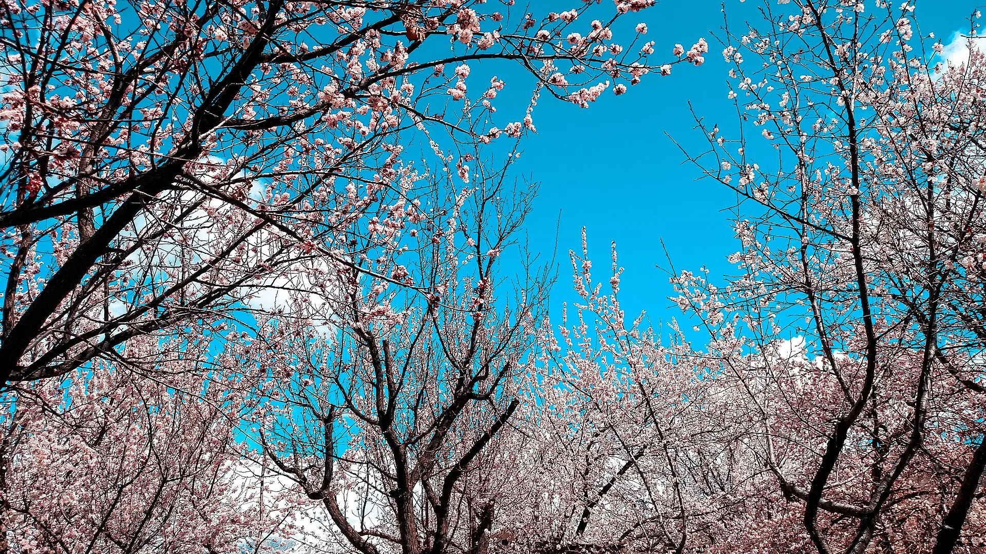 Spring blossom in the Nagar valley below Rush Lake