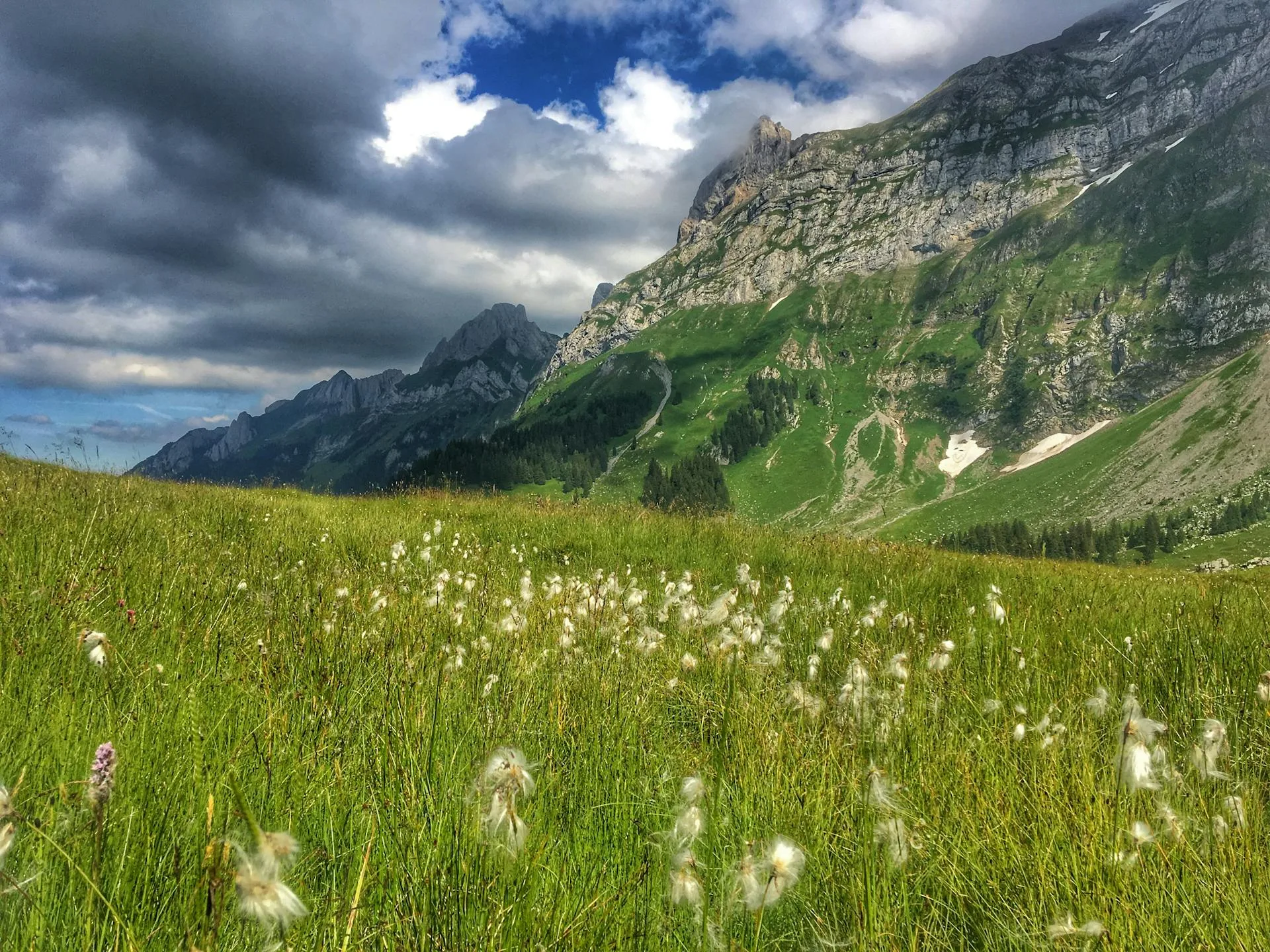 Green grass mountain