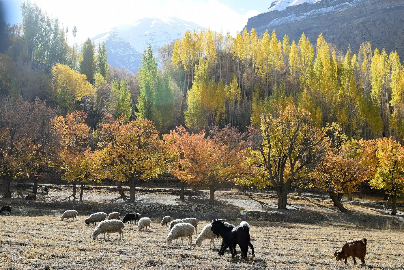 Schafe und Yaks grasen unter goldenen Herbstbäumen im Dorf Shimshal