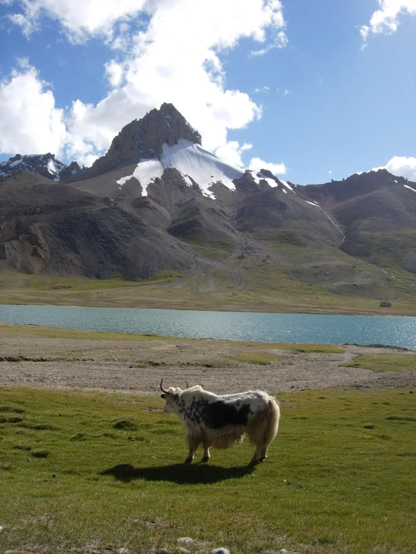 Ein Yak weidet am Shimshal-See unter einem schneebedeckten Gipfel auf dem Pamir
