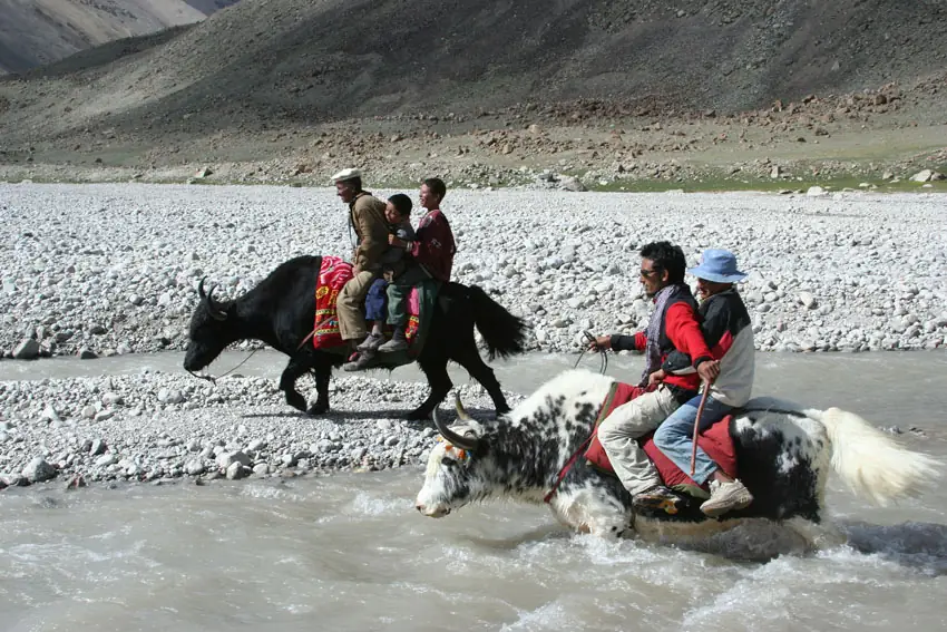 Ein Yak-Rennen auf dem Shimshal-Pamir während der sommerlichen Weidezeit
