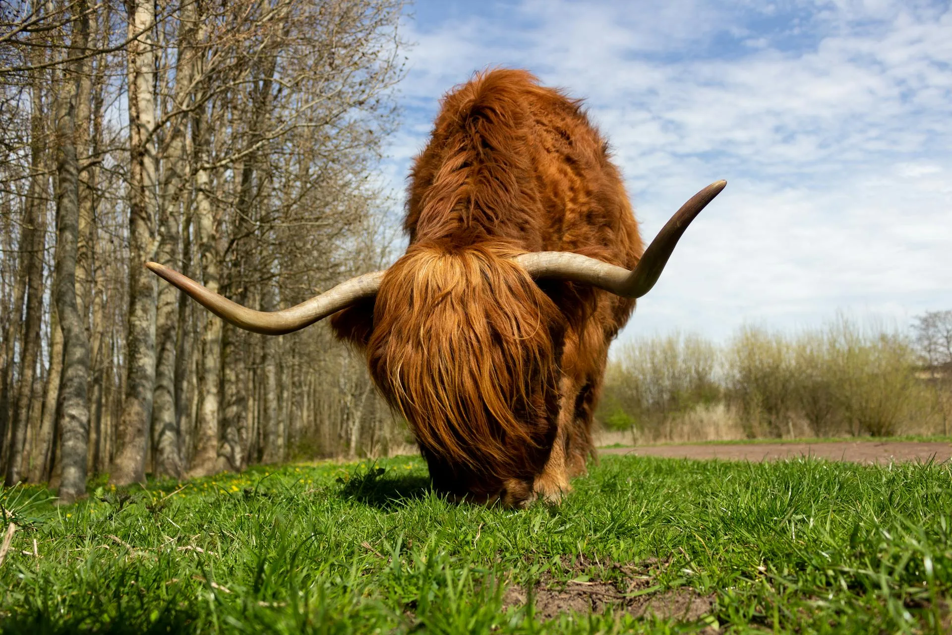 Brown yak on lush green mountain pasture