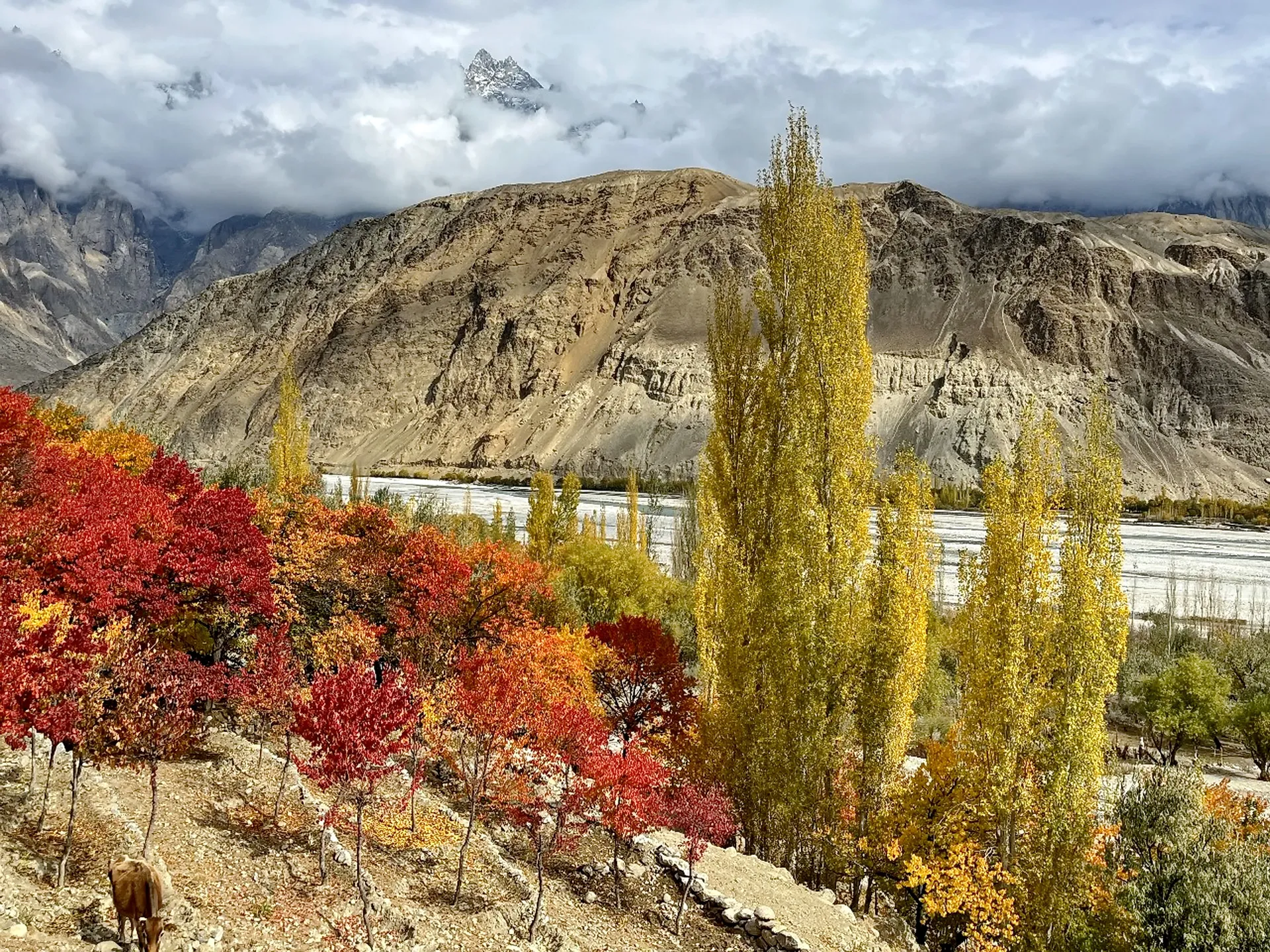 Red and gold autumn foliage along the Indus valley near Skardu