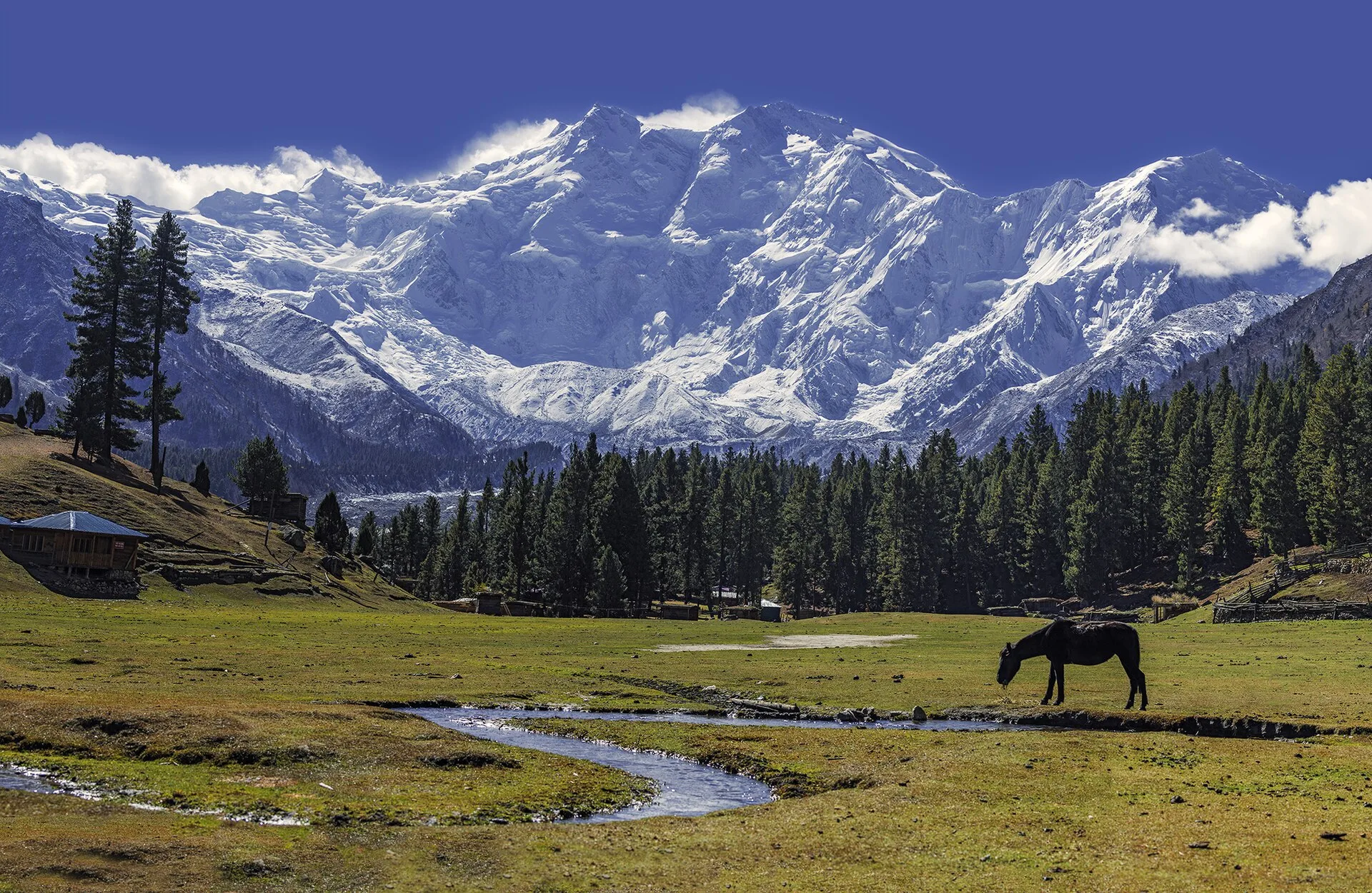 Nanga Parbat 8126m viewed from Fairy Meadows with green pastures and pine forests in foreground, Pakistan