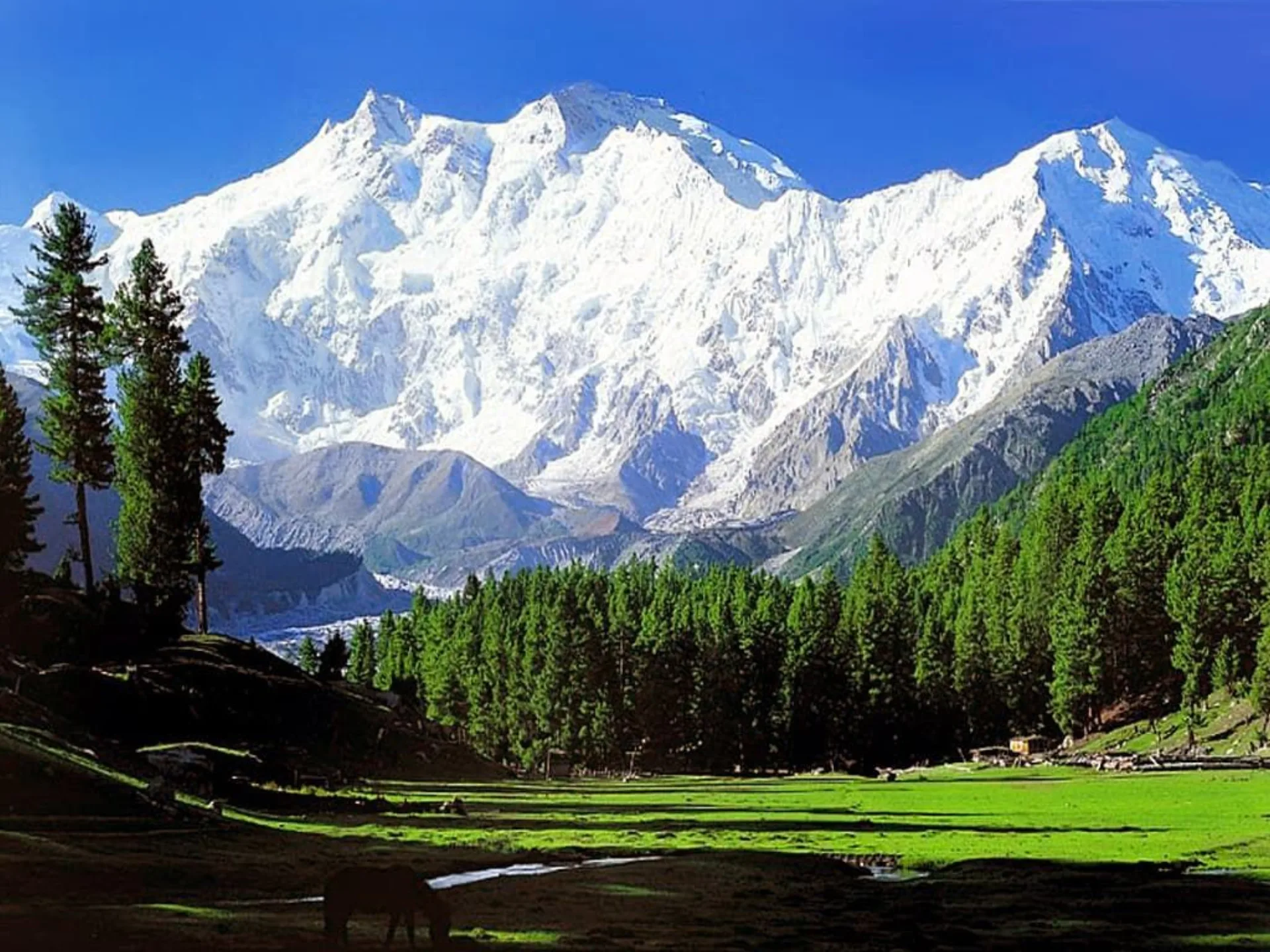 Nanga Parbat and Raikot Glacier viewed from above with pine forests, Gilgit-Baltistan Pakistan