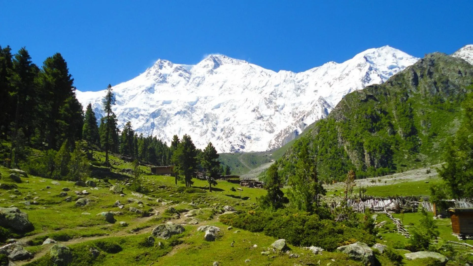 Nanga Parbat summit glowing pink at sunset with dark silhouetted pine trees in foreground